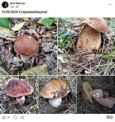 Повні відра за півтори години: де на Волині зараз найбільше грибів