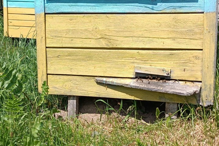 «Поки не вмру, бджіл не покину»: 84-річний пенсіонер із Волині власноруч будує вулики і тримає пасіку