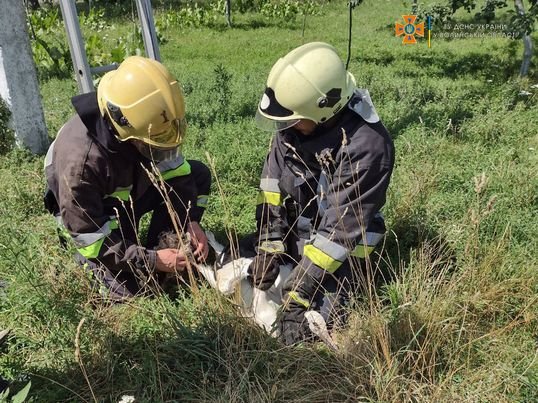 На Волині врятували лелеку зі зламаною лапою, його передали до зоопарку