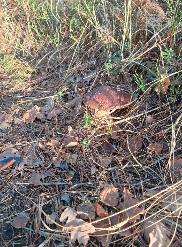 У лісах на Волині навіть у грудні збирають гриби