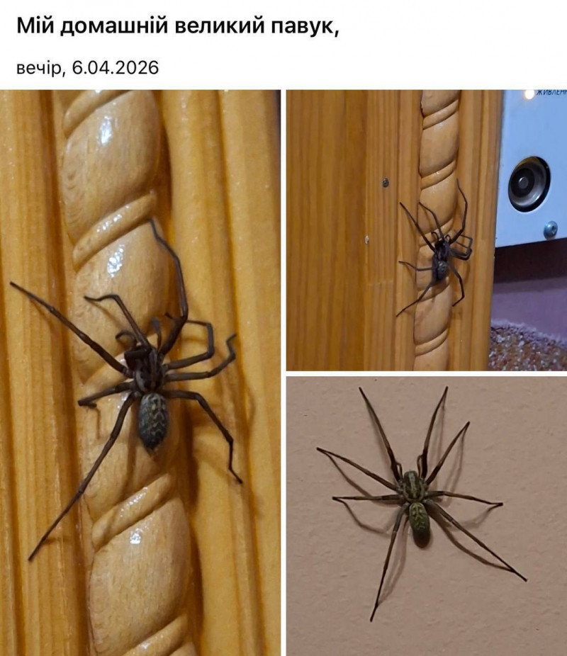 Нашестя тарантулів в Україні: чи є небезпека для Волині?