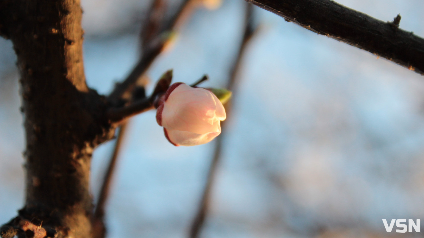 Як виглядає парк 900-річчя у Луцьку навесні 2026. Фоторепортаж
