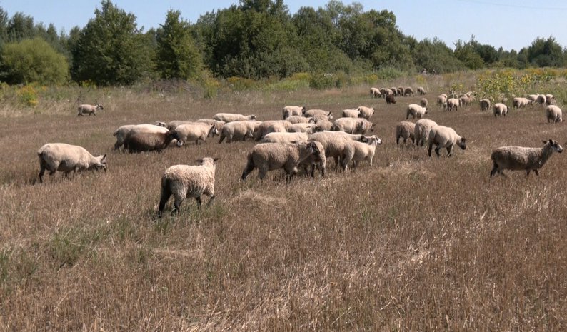 Розводить овець рідкісної породи: фермер з Волині 8 років займається вівчарством