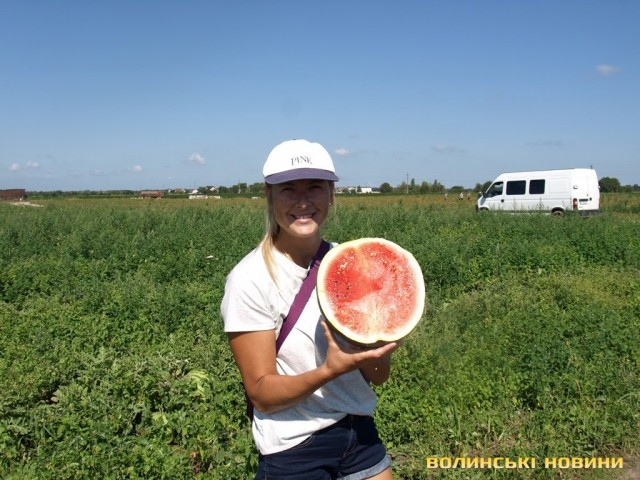 «Цьогорічний врожай – найсолодший»: на Волині вирощують кавуни