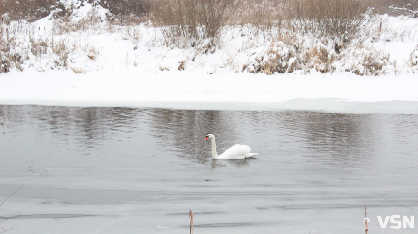 Ковель після снігопадів: фоторепортаж із засніженого міста
