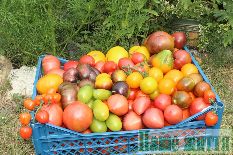 Червоні, жовті, рожеві, помаранчеві, зелені, і навіть чорні: на Волині подружжя вирощує «томатне царство»