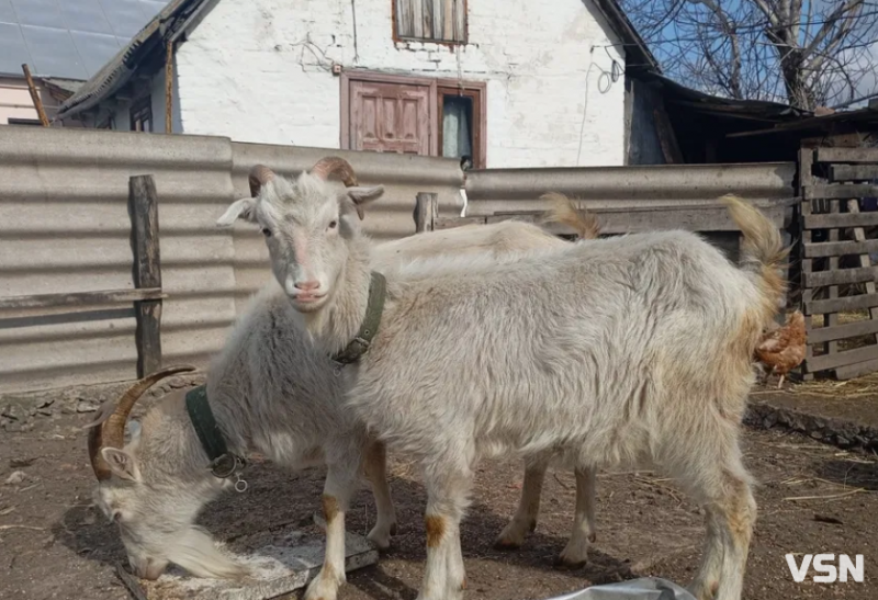 Догляд за козами навесні: поради волинського господаря з 25-річним досвідом