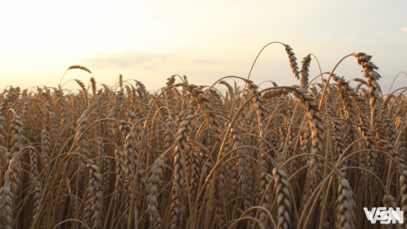 На Волині готуються до весняної посівної: що посіють на майже 600 тисяч гектарах землі