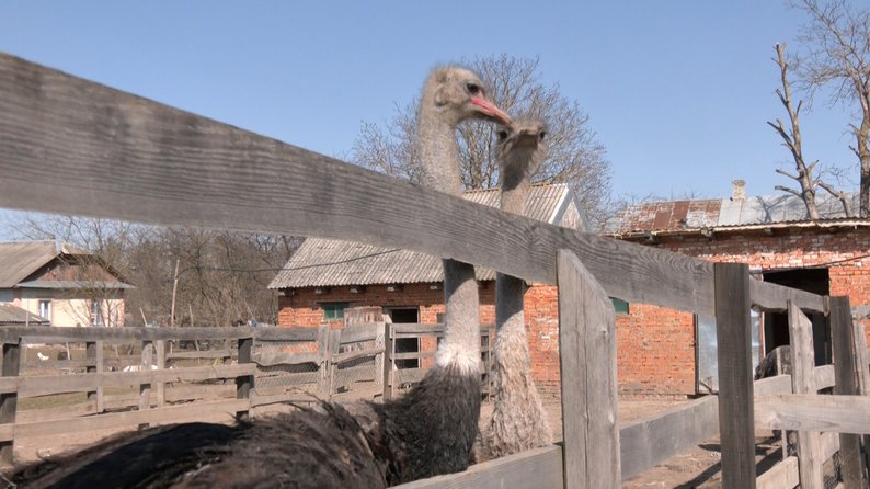 Життя за 65 км від Луцька: як господарюють селяни у Старому Загореві на Волині