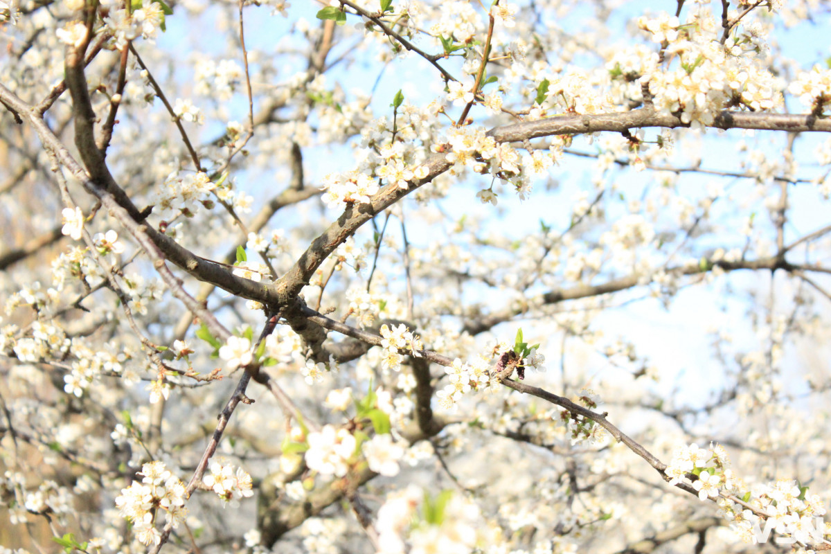 Компенсація за посушливий березень: якою буде погода у квітні на Волині