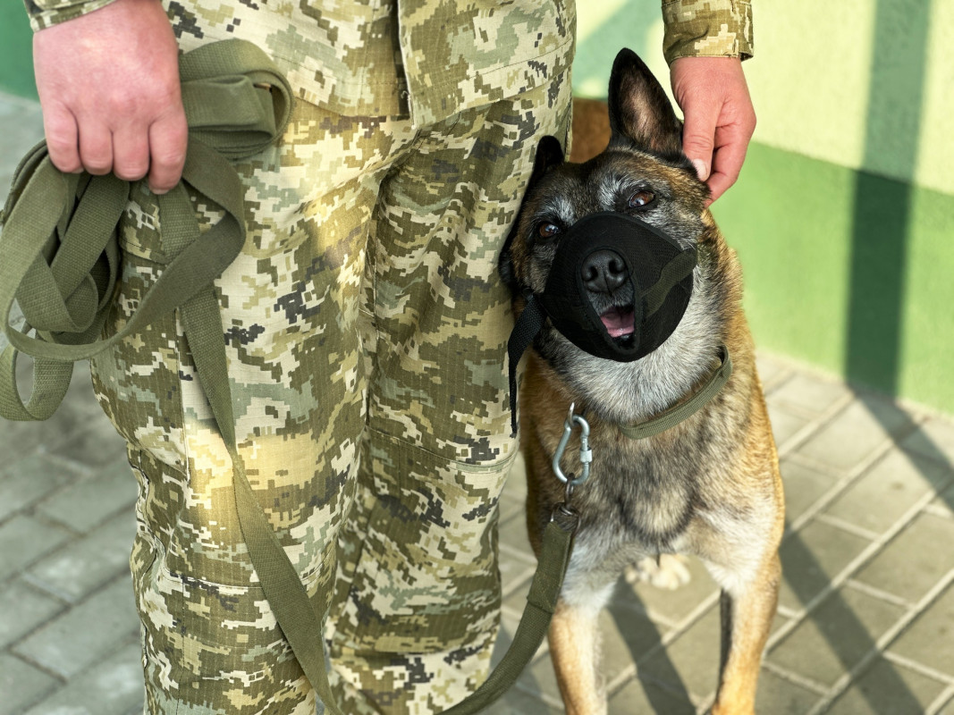Сім років служби разом: як прикордонник з Волині і його собака тримають кордон