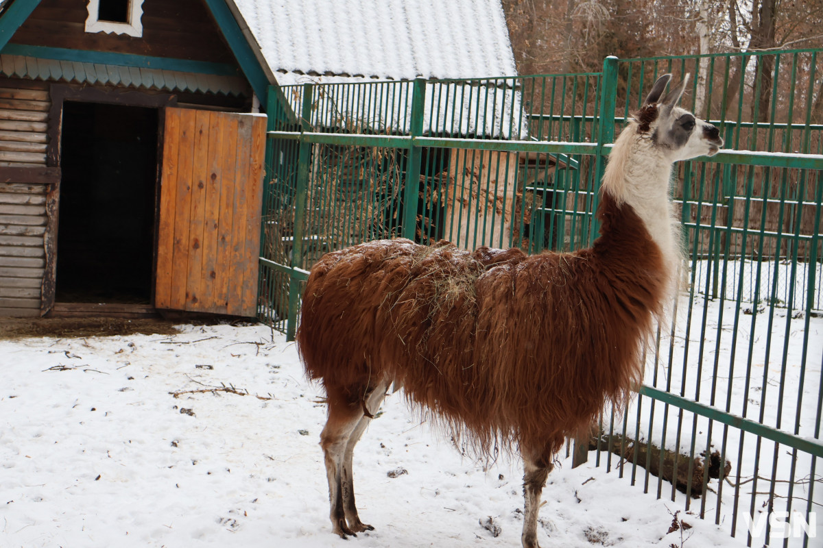 Як живе Луцький зоопарк взимку. Фоторепортаж
