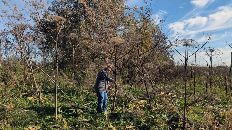 Ветеринарка з Луцька виготовляє музичні інструменти з борщівника