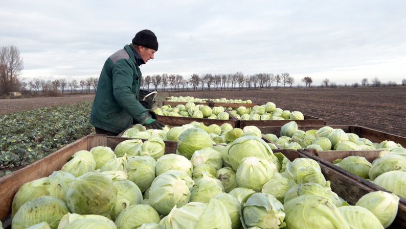 «Маленька, а має бути, як голова»: як на Волині вродила капуста