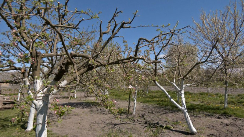 На Волині через заморозки загинув цвіт ранніх фруктових дерев
