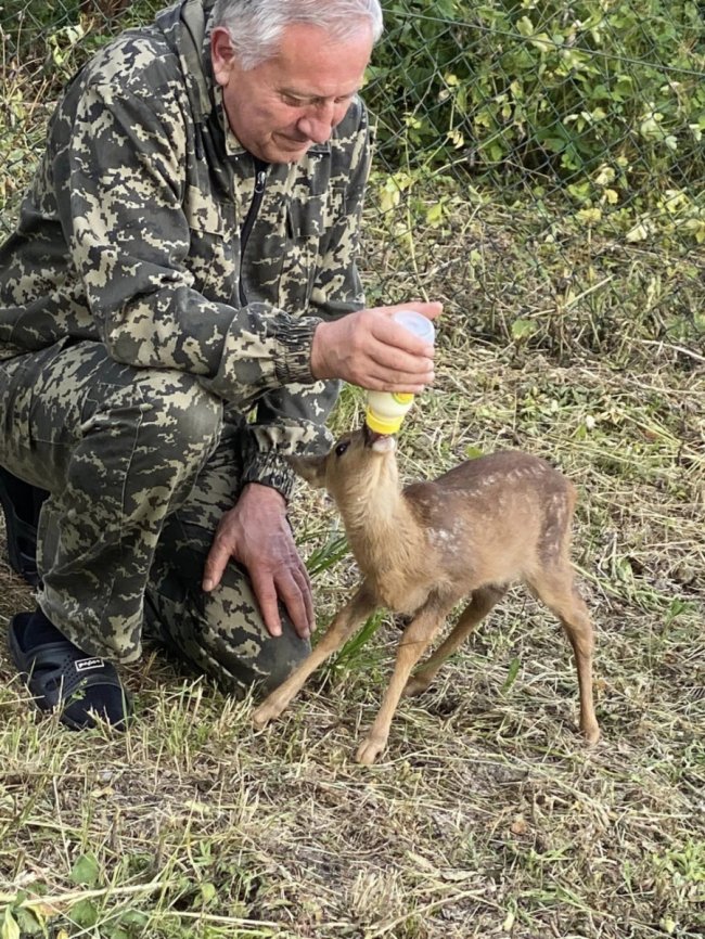 Польський ксьондз на Волині вигодовує маленьку сарну, що ледь не загинула