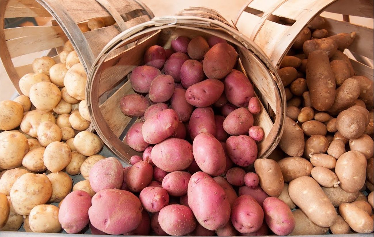 Не пройшли перевірку часом: які сорти картоплі, які не рекомендують садити в Україні