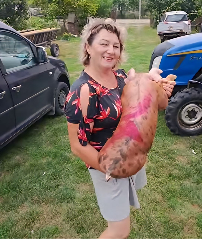 400-кілограмові свині та тисячі переглядів у TikTok: як волинянка веде господарство