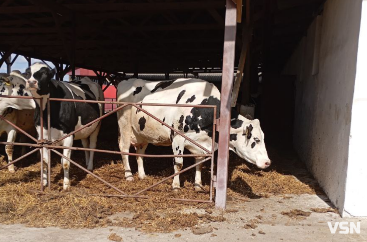 Весна — випробування для худоби: як волинські фермери готують корів до сезону