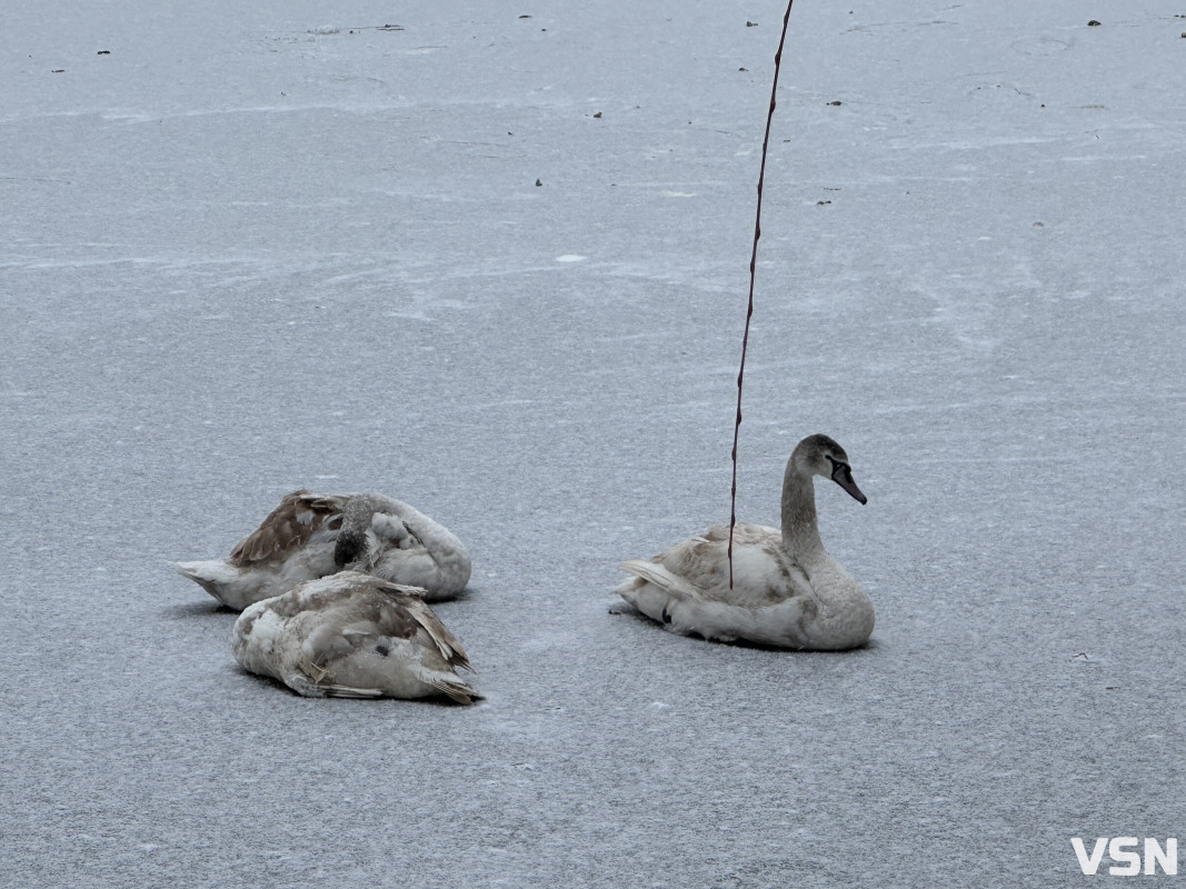 У Луцькому зоопарку розповіли, як правильно допомагати лебедям взимку, щоб не нашкодити