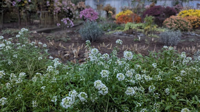 Грудневі квіти у Луцьку: пенсіонерки понад 20 років доглядають клумби на подвір’ї багатоповерхівки