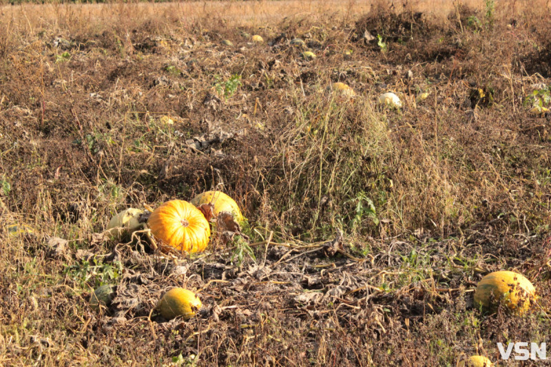 Коли висаджувати розсаду та сіяти насіння: календар городніх робіт на Волині