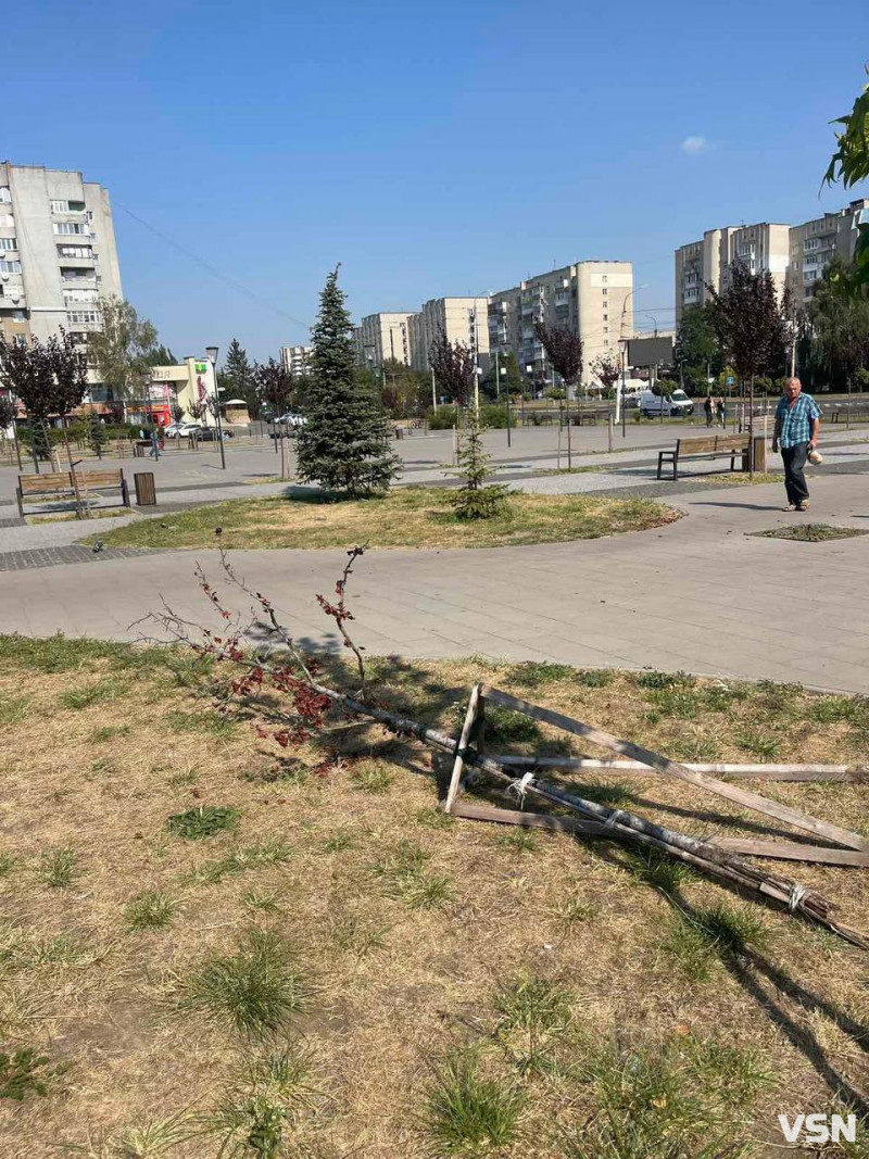 Діти виламали дерево на площі у Луцьку, ремонт якої обійшовся у понад 20 мільйонів