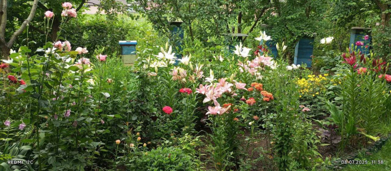 «Як не буде бджілок, не буде людей на Землі»: пасічники з Волині про підготовку вуликів до зими