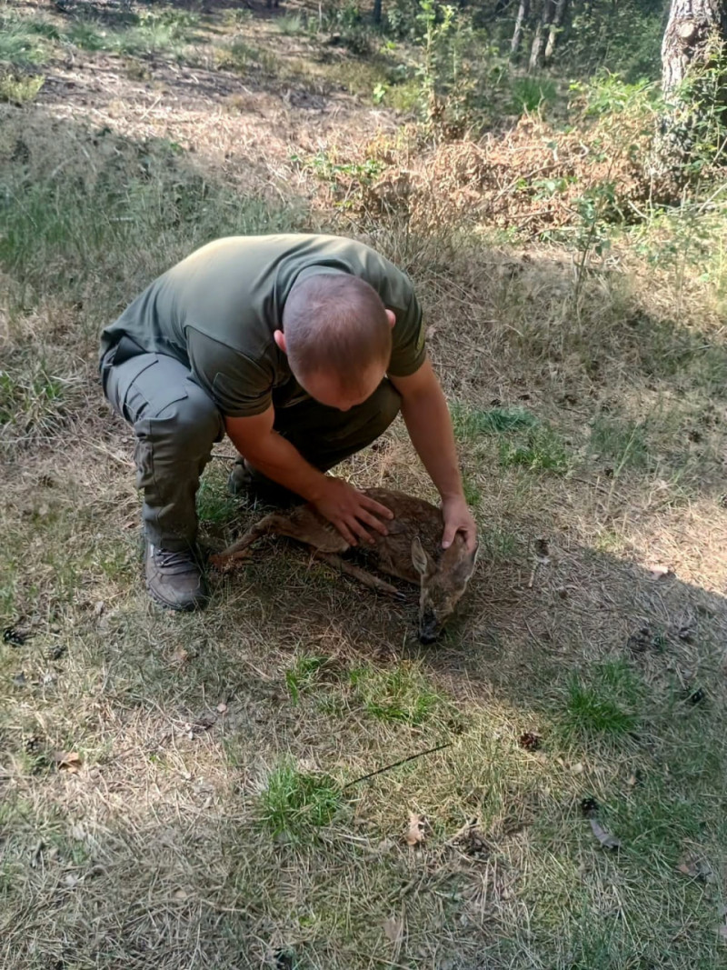 На Світязі врятували знесилену козулю, яка не могла вибратися з води