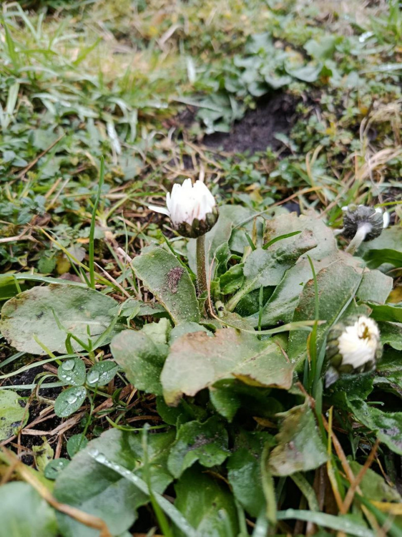 У волинянки на квітнику взимку зацвіли маргаритки