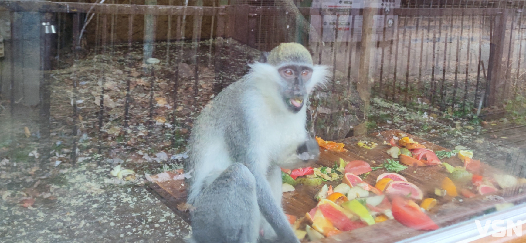 У Луцькому зоопарку готуються до зими: тварин переводять у теплі вольєри, а для відвідувачів уже готують свято Миколая