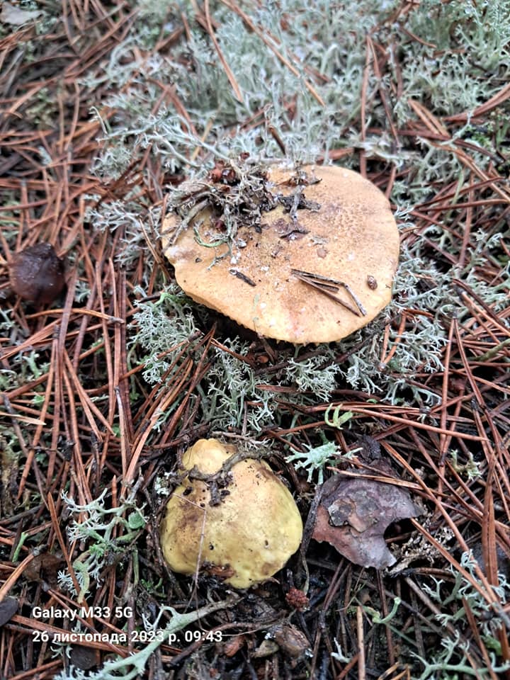 Тихе полювання в кінці сезону: де на Волині можна назбирати повні кошики грибів