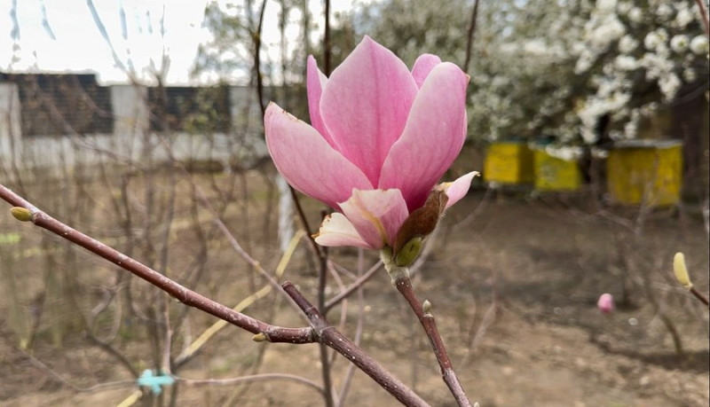 Захоплення переросло у справу життя: господар із Луцького району вирощує сотні магнолій