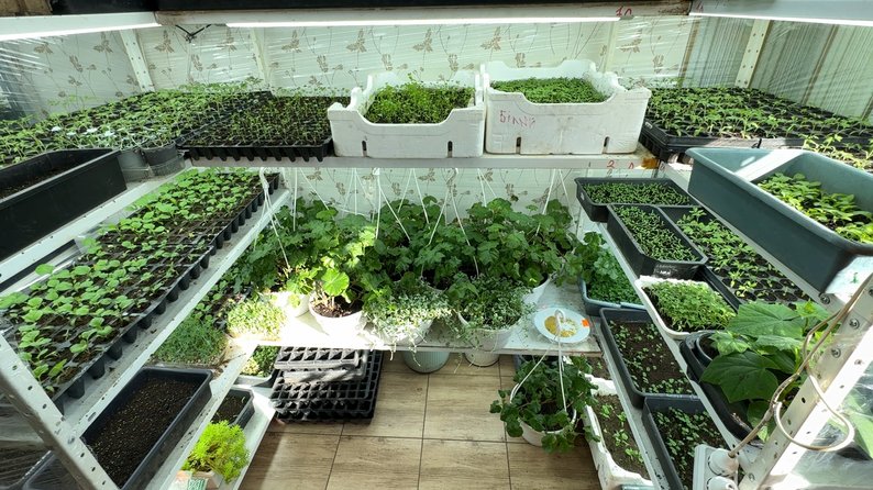 Подружжя з Волині поділилося секретами вирощування міцної розсади