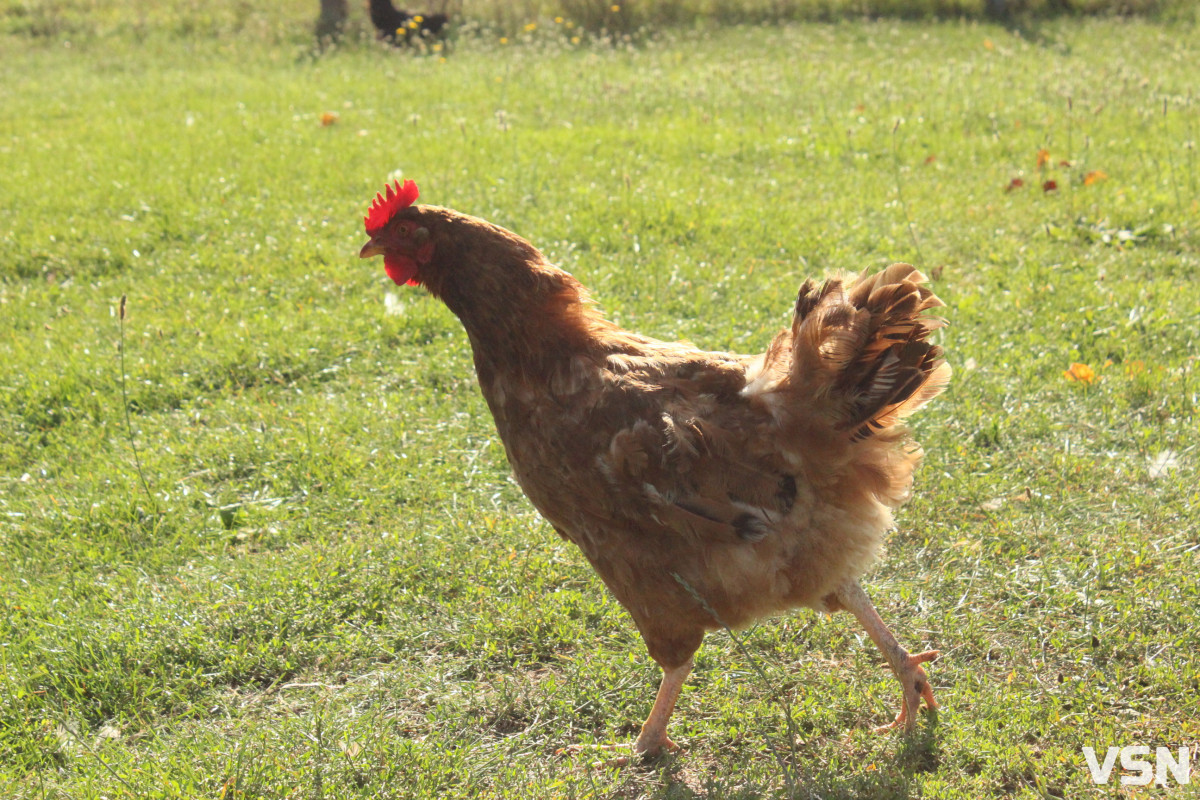 Гусячі, перепелині, елітні курячі: скільки на Волині коштують інкубаційні яйця?