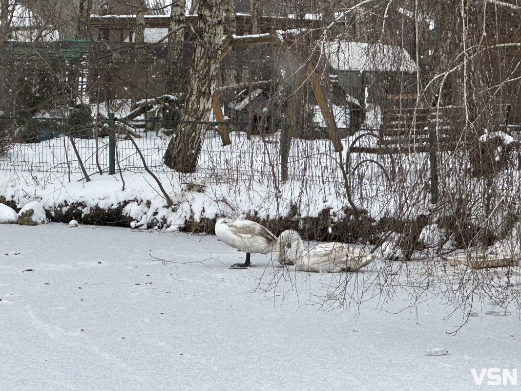 У Луцькому зоопарку розповіли, як правильно допомагати лебедям взимку, щоб не нашкодити