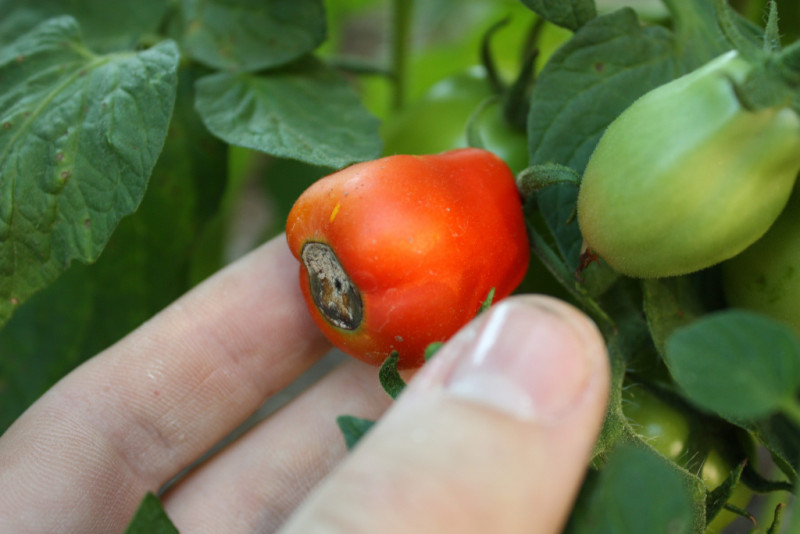 Чому скручується листя на помідорах: як з цим боротись
