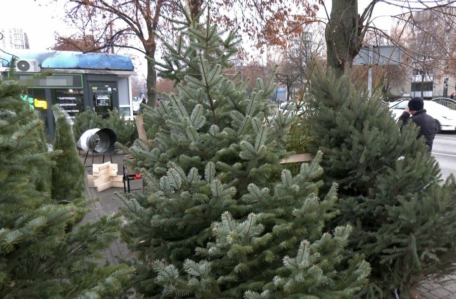 У Луцьку вже можна купити ялинку. Скільки коштують хвойні дерева до свят