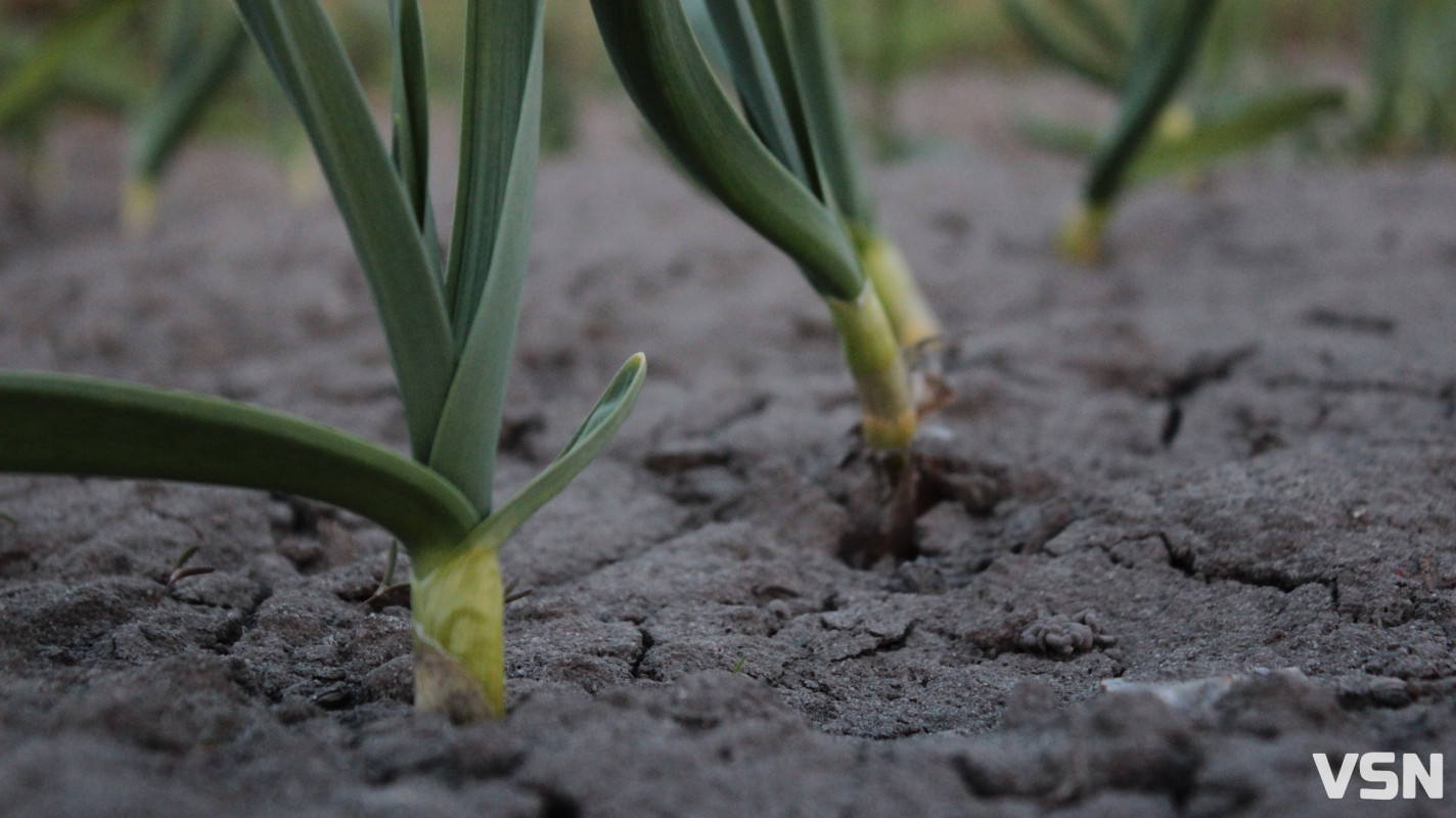 Коли висаджувати розсаду та сіяти насіння: календар городніх робіт на Волині