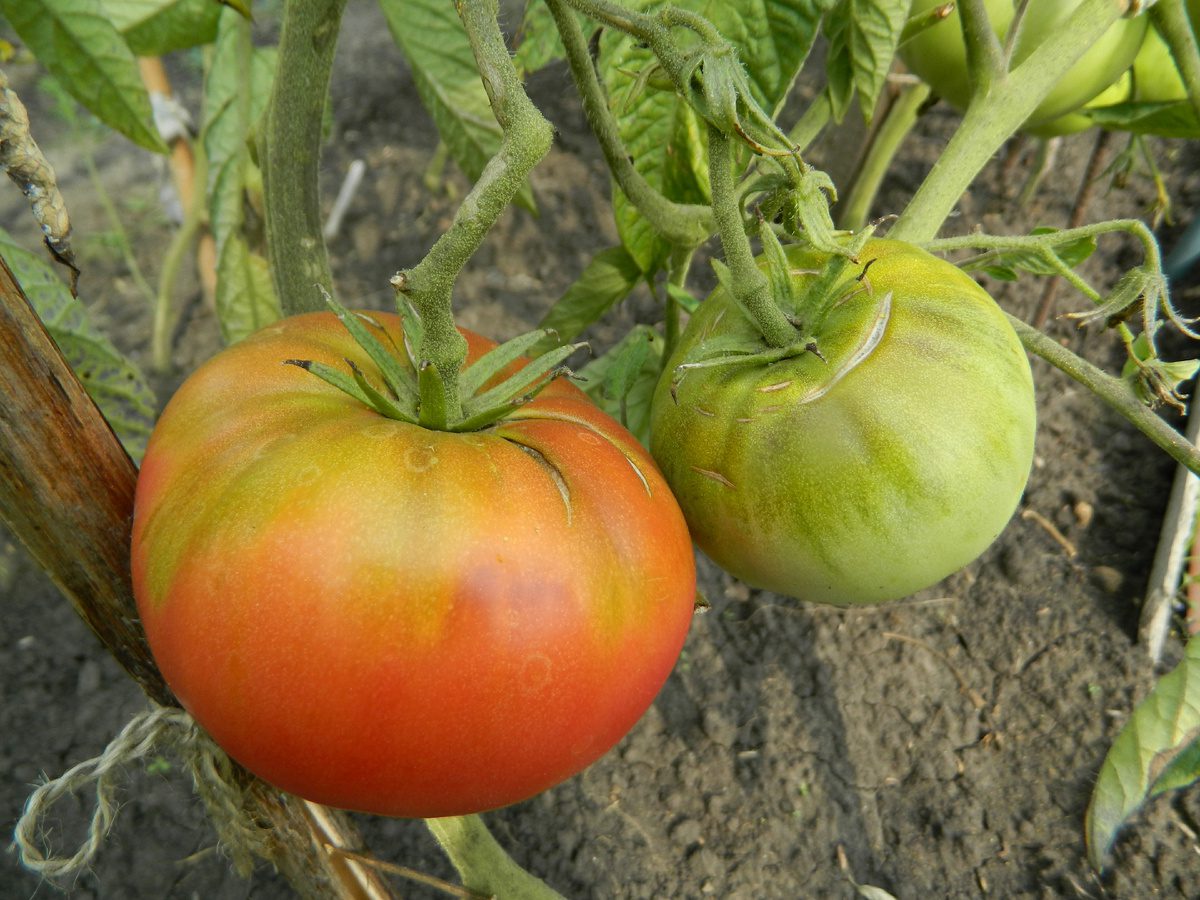 Молоді помідорки вже у червні: як правильно сіяти томати під зиму