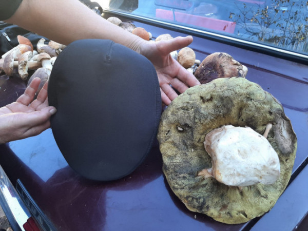 «Особистий рекорд»: волинянка знайшла 800-грамовий білий гриб