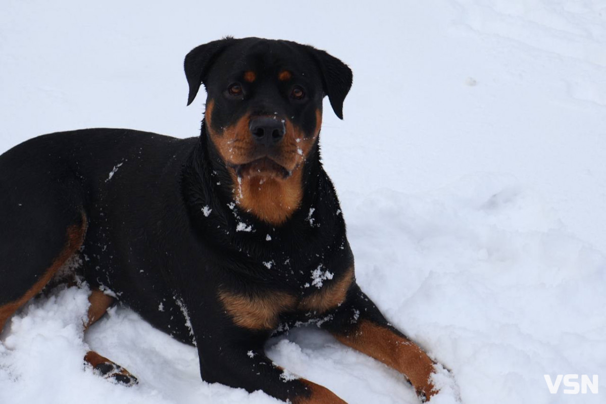 Від перших снігів до лютневих відлиг: якою була зима у Луцьку. Фоторепортаж