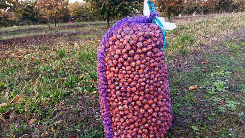 Бізнес на горіхах: волинянин отримав грант від держави і почав вирощувати фундук