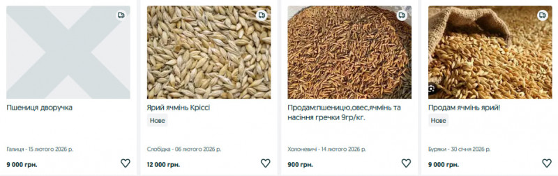 Скільки коштує ячмінь та пшениця до посівної на Волині: огляд цін