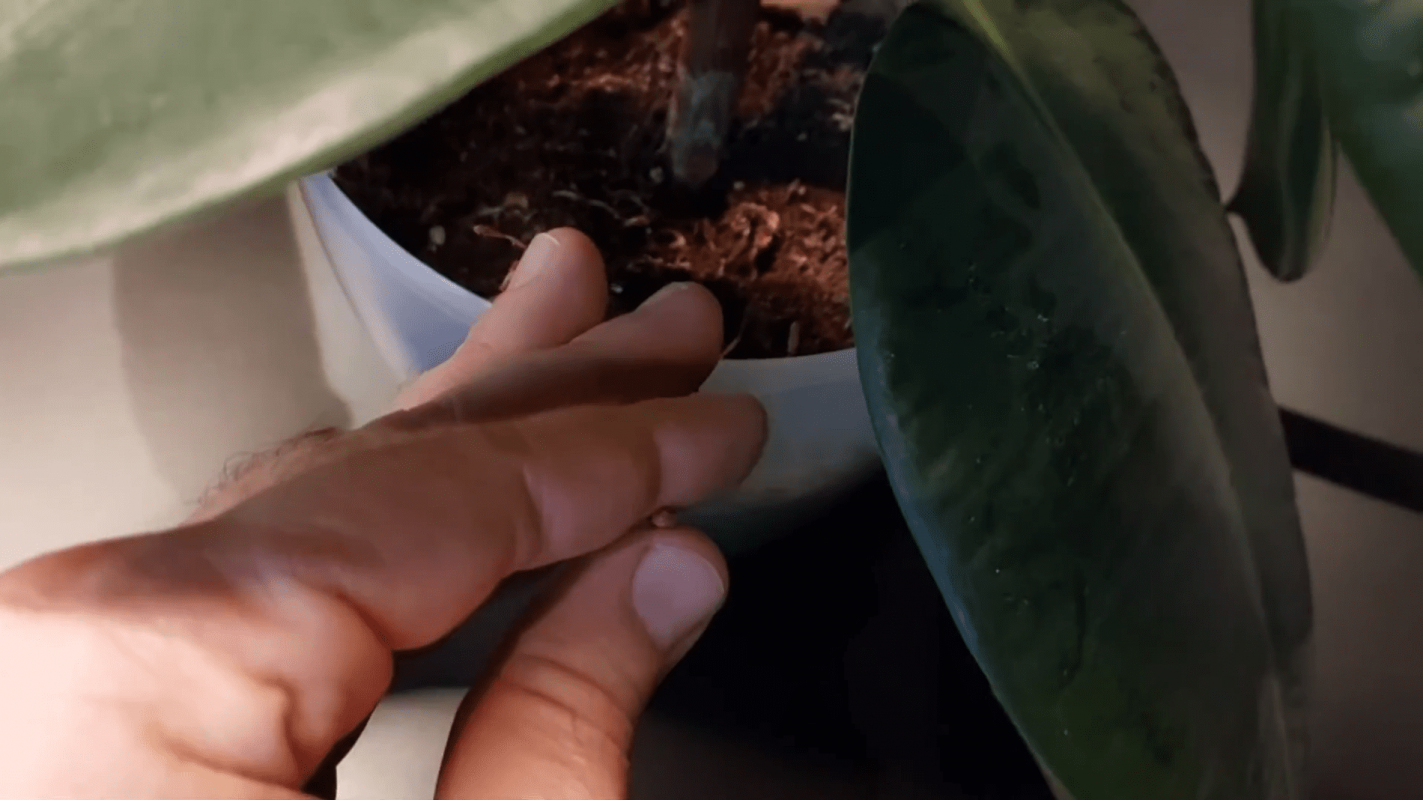 Як зробити фікус здоровим і зеленим без дорогих добрив