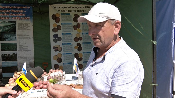 Волинські фермери назвали сорти картоплі, які найкраще пережили спеку