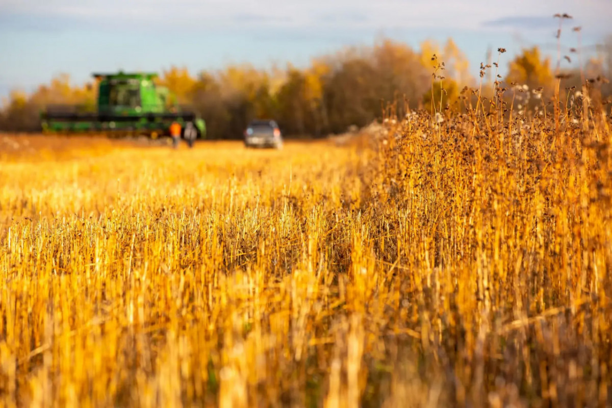 Чому на Волині зростає ціна на гречку та чи варто робити запаси?