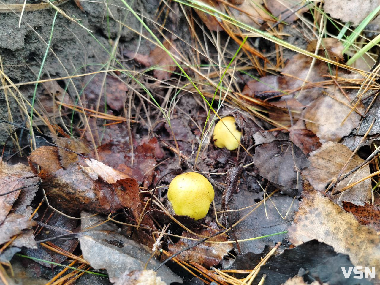 У пошуках зеленого золота: як на Волині збирають зелениці