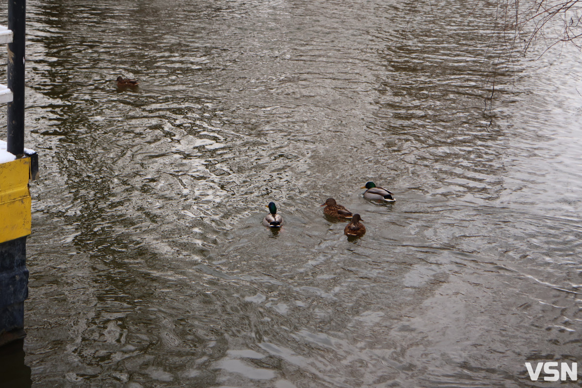 Останній день 2025 у Луцьку: місто в очікуванні Нового року. Фоторепортаж