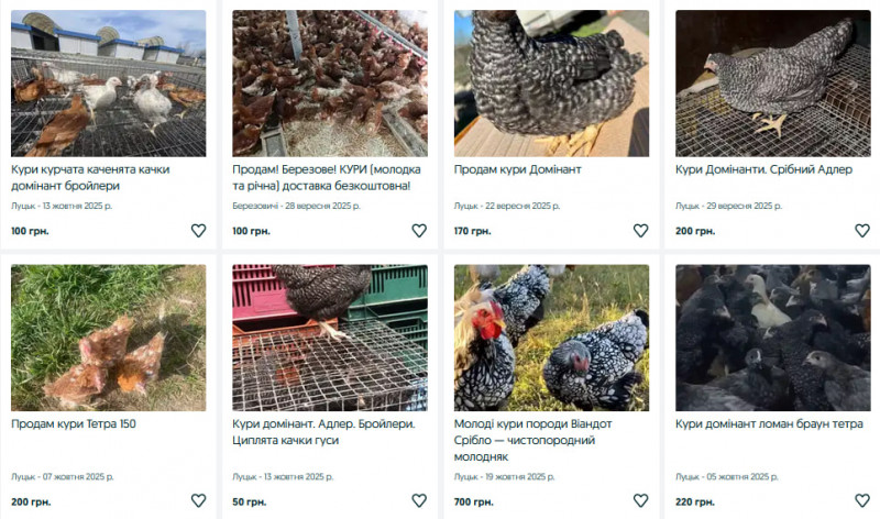 Скільки коштують кури на Волині?